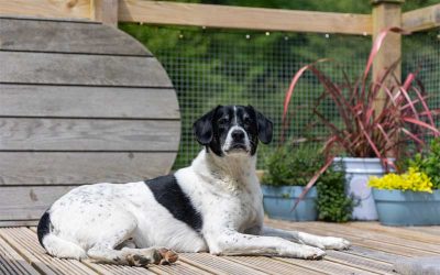 Dog Friendly Glamping In Devon: Bringing Your Pooch on Holiday is the Ultimate Getaway
