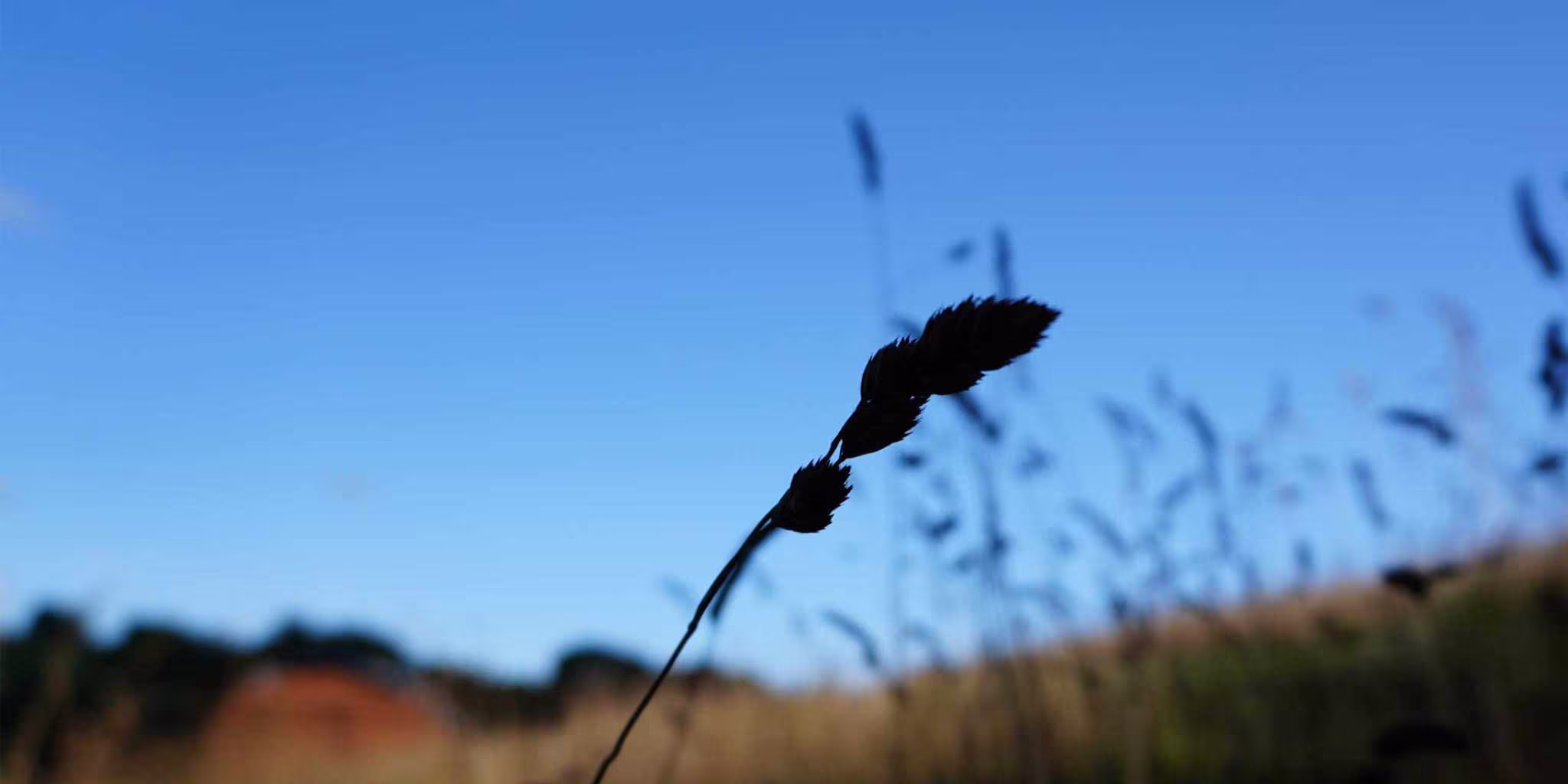Grass Siloette